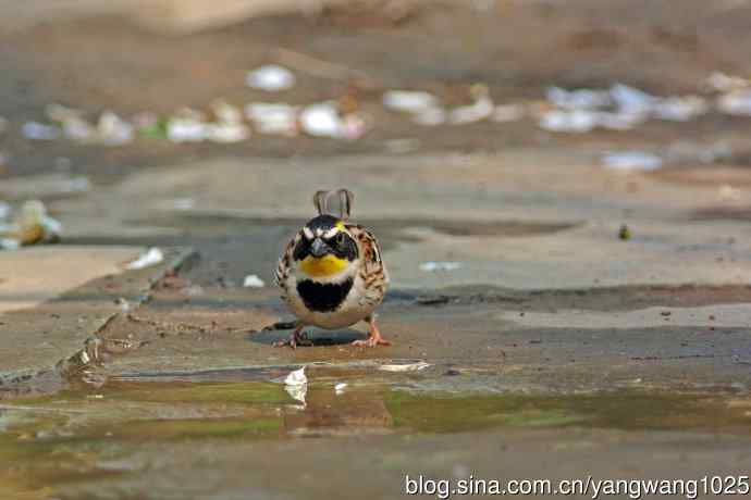 雄性黄喉鹀(6) 雄性黄喉鹀(6)