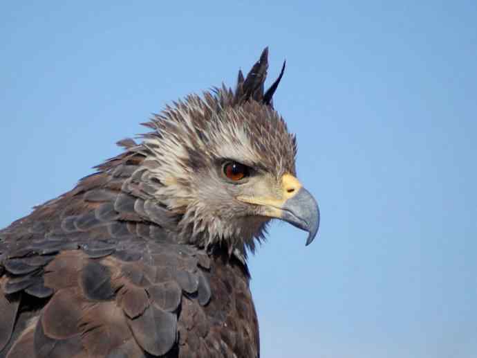 犬科：狐亚科伪狐属之阿根廷狐、山狐、达尔文狐