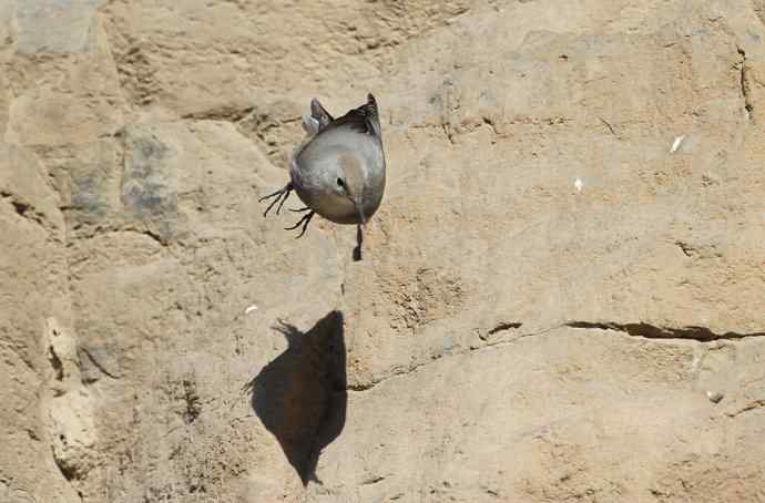 红翅旋壁雀 红翅旋壁雀