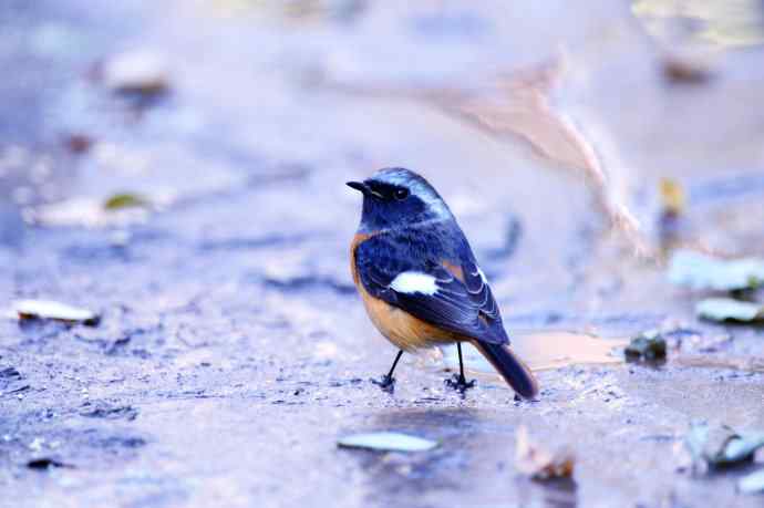 雄性北红尾鸲（10）