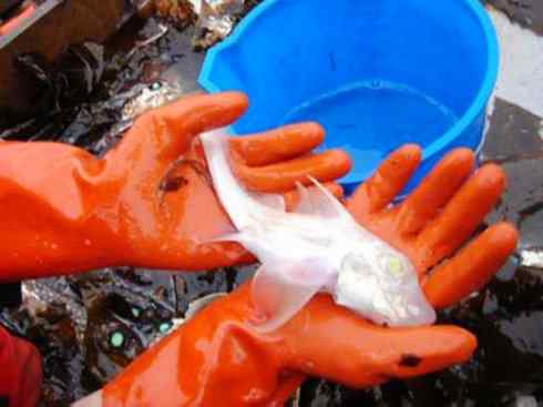 鱼类活化石：银鲛