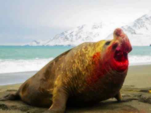 自然奇观：动物大迁徙(鳍足类)