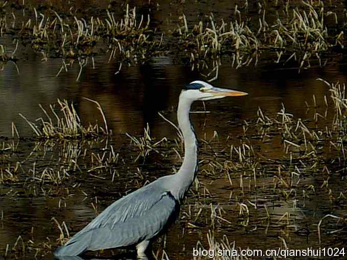 苍鹭抓鱼记(十渡)