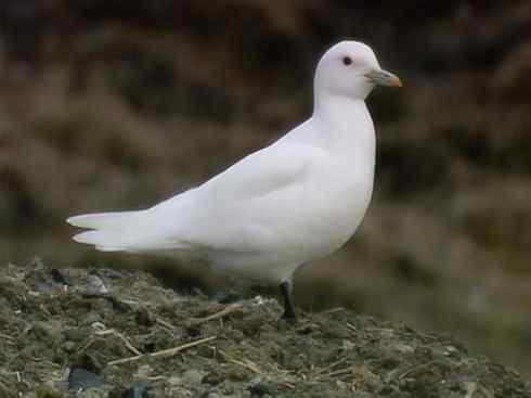 奇特的盔：白鞘嘴鸥