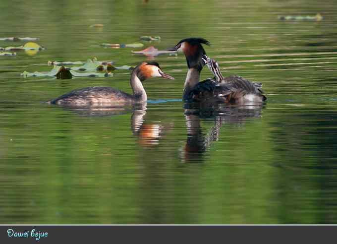 绿意倒映中的pt家园 绿意倒映中的pt家园