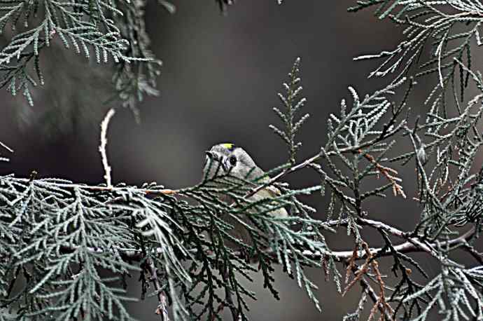 戴菊 wbr2 戴菊 wbr2