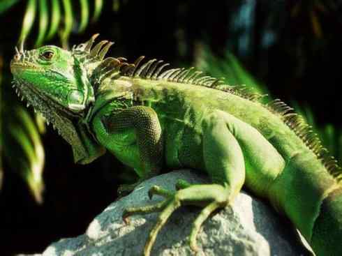 自然奇观：动物大迁徙(绿鬣蜥）