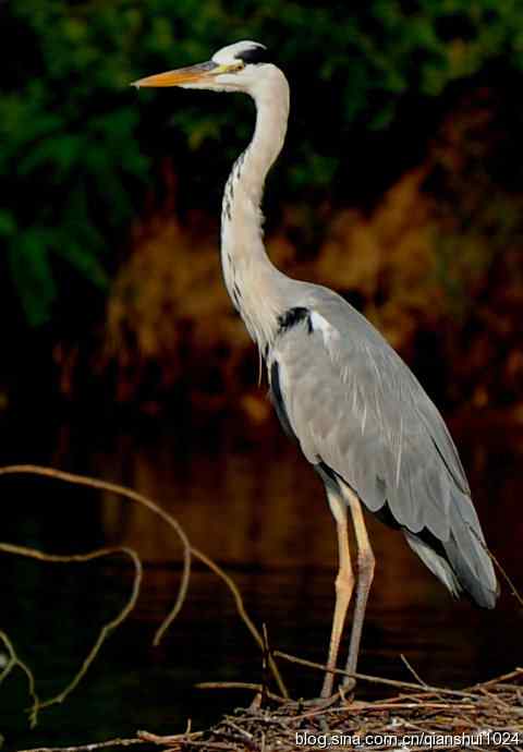 一只漂亮的苍鹭(稻香湖) 一只漂亮的苍鹭(稻香湖)