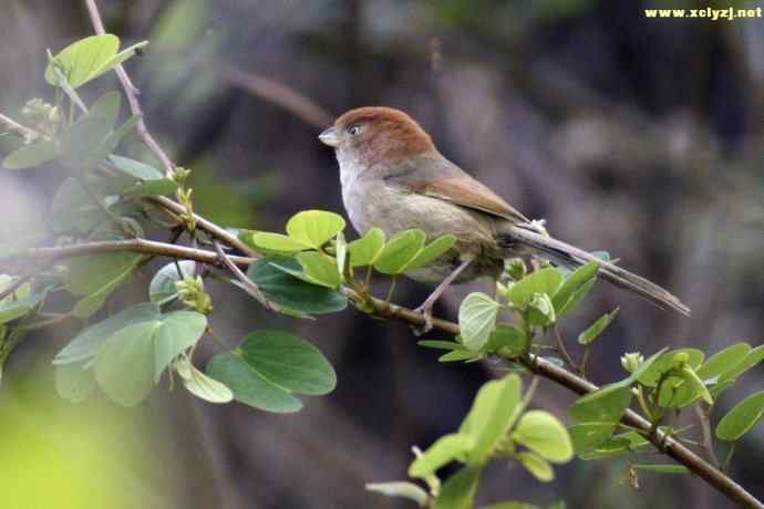 四川西昌鸟类摄影——棕头鸦雀