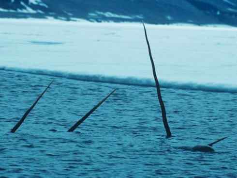 独角兽:传说的兽原型探秘(独角鲸) 独角兽:传说的兽原型探秘(独角鲸)