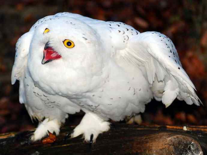 犬科：狐亚科之北极狐（雪鸮、雷鸟）