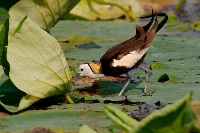 金领仙风.水凤凰