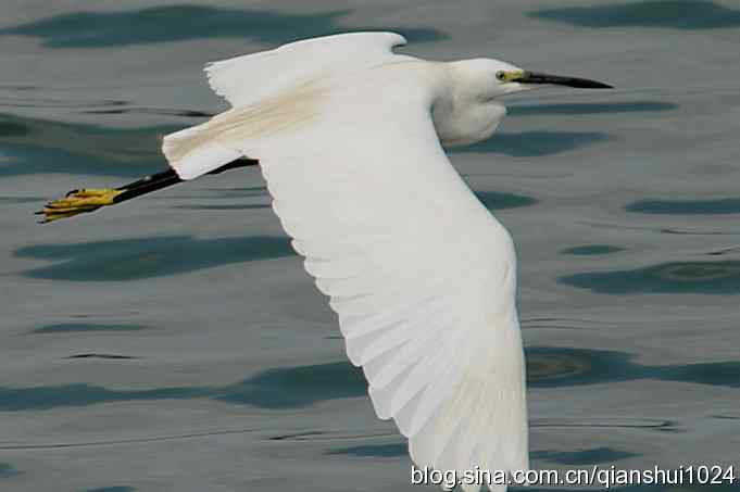 沙河水库.今天只拍到白鹭