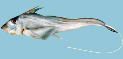 鱼类活化石：银鲛