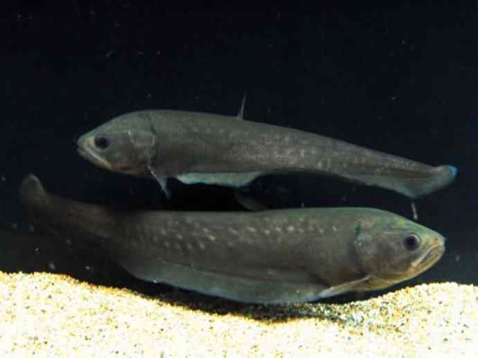 鱼类活化石：铠甲弓背鱼