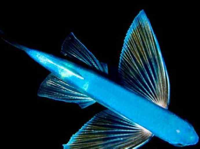 鱼类活化石:齿蝶鱼 鱼类活化石:齿蝶鱼