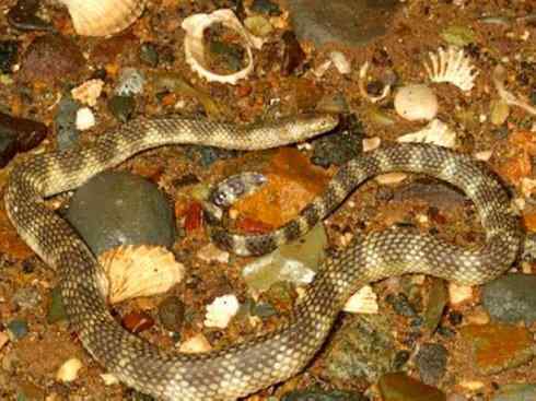 龙：传说的兽原型探秘（海蛇类）