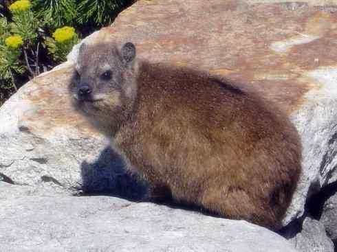 动物世界：山寨还是原创之十