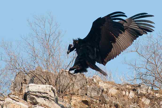新拍座山雕☆☆