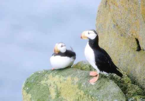 猎奇：奇特的鸟喙之七