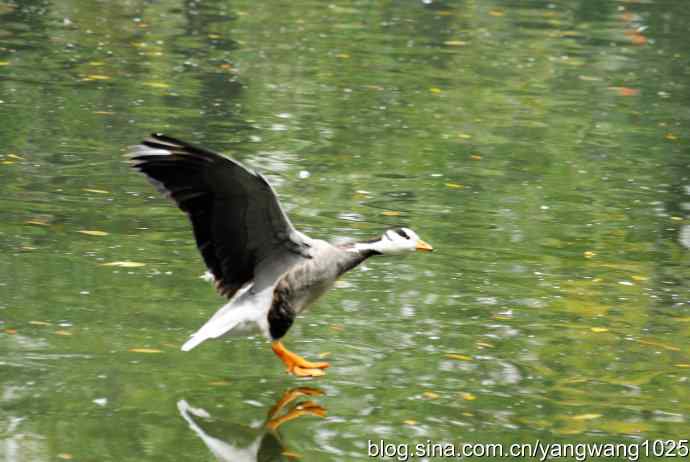 斑头雁(抓拍)3 斑头雁(抓拍)3