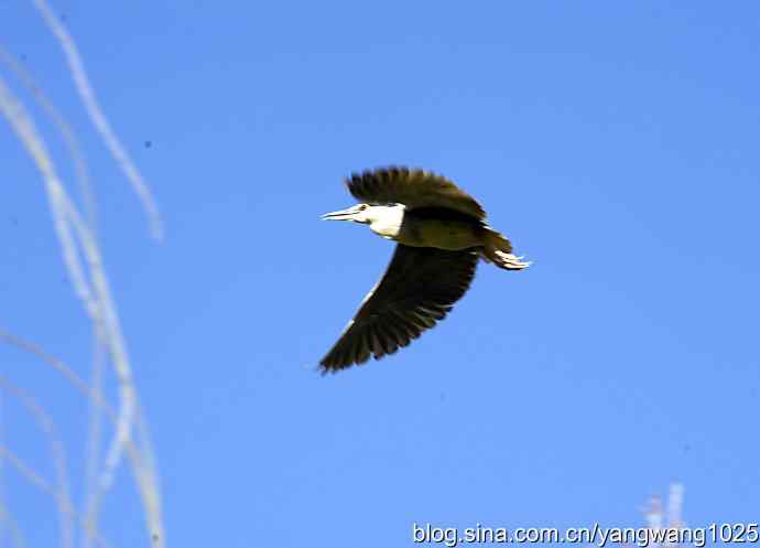 北京动物园的鸟类——飞（夜鹭）11