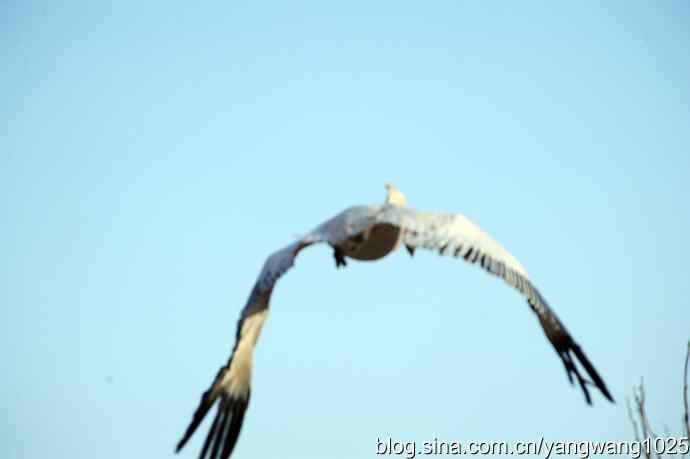 鹈鹕(大白)飞去 鹈鹕(大白)飞去