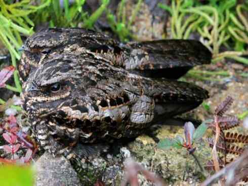 猎奇：奇特的鸟喙之十