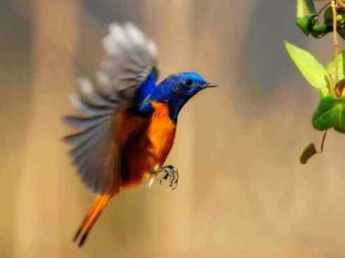 美丽无罪：雀鸟之红尾鸲