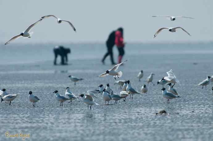 渤海湾的遗鸥迁徙潮