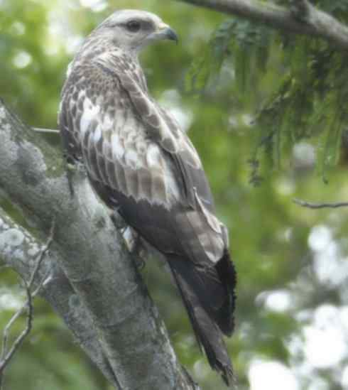 十大喜食蜂蜜动物：凤头蜂鹰