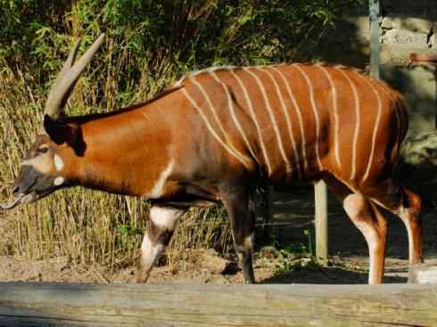 麒麟：传说的兽原型探秘（紫羚）