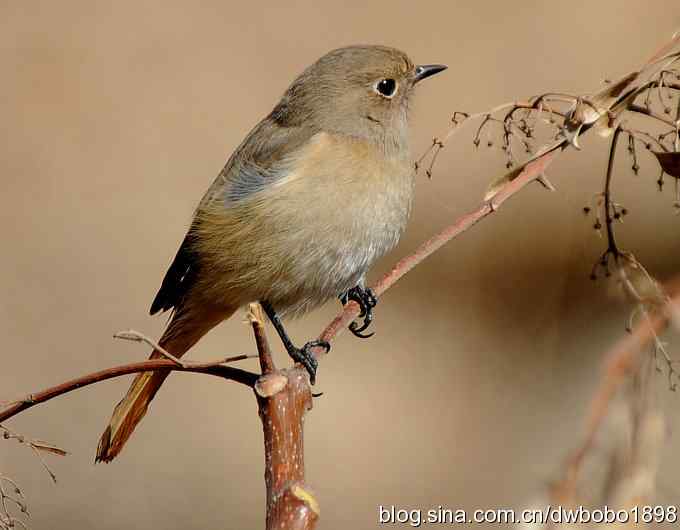 红尾水鸲和十渡众小鸟