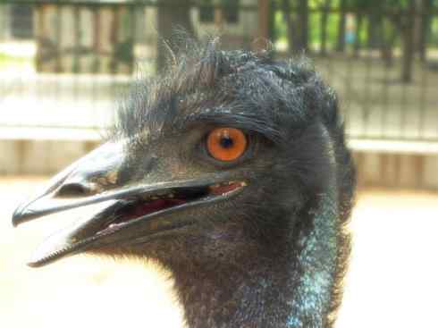 家禽驯化之源之十二