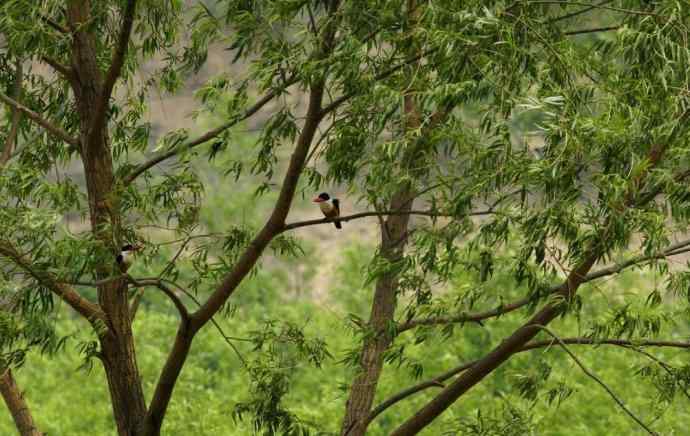 心仪已久的蓝妃