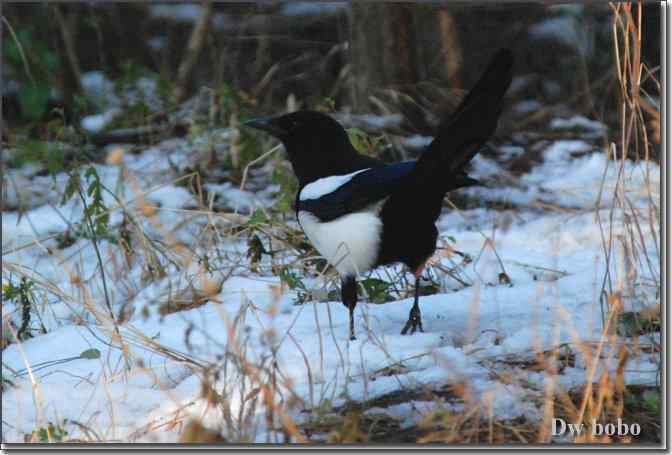点击图片或使用键盘← →翻页