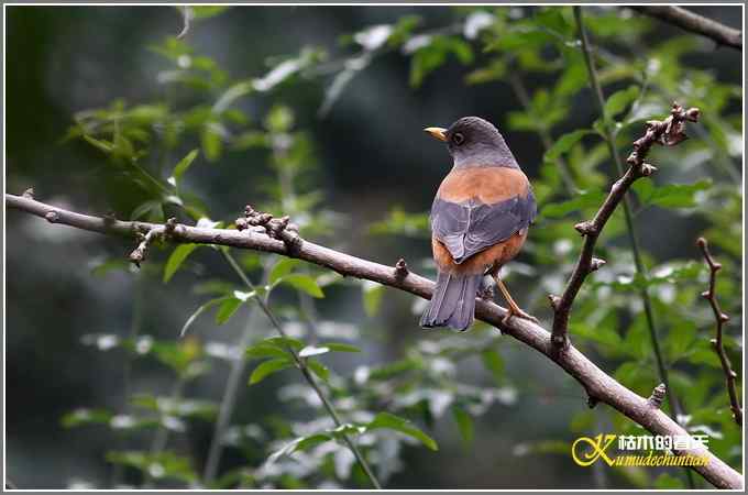 今年冬天的鸟儿有点少【照片】