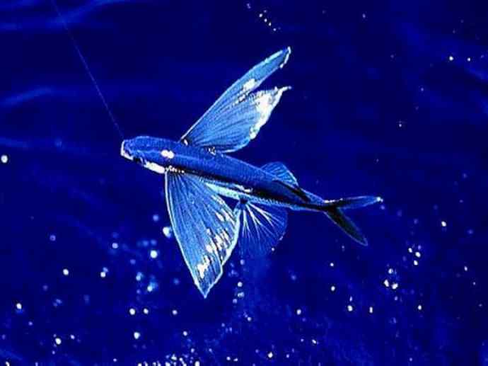 鱼类活化石:齿蝶鱼 鱼类活化石:齿蝶鱼