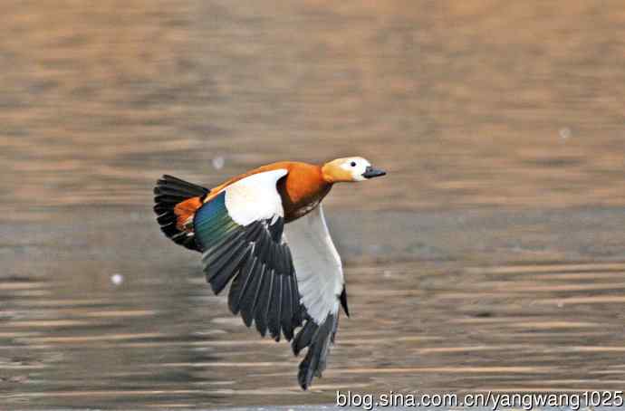 赤麻鸭（抓拍）