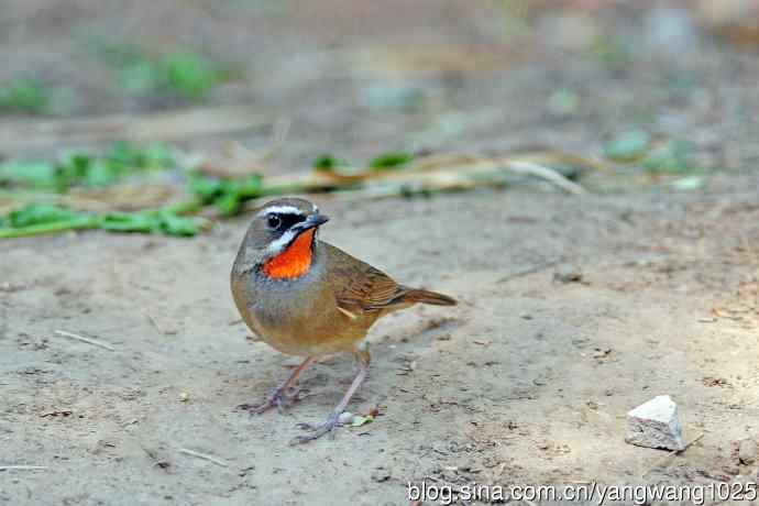 雄性红喉歌鸲（19）