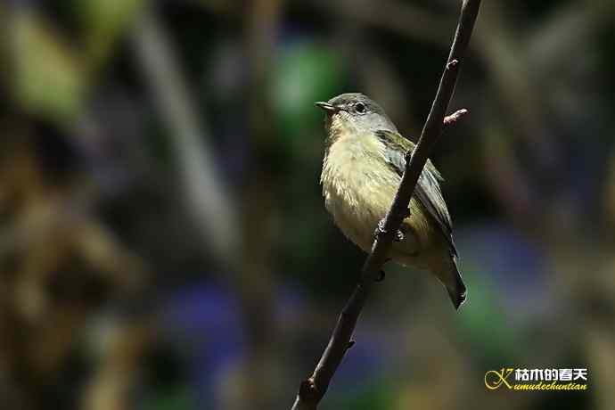 云南拍鸟的几张记录片
