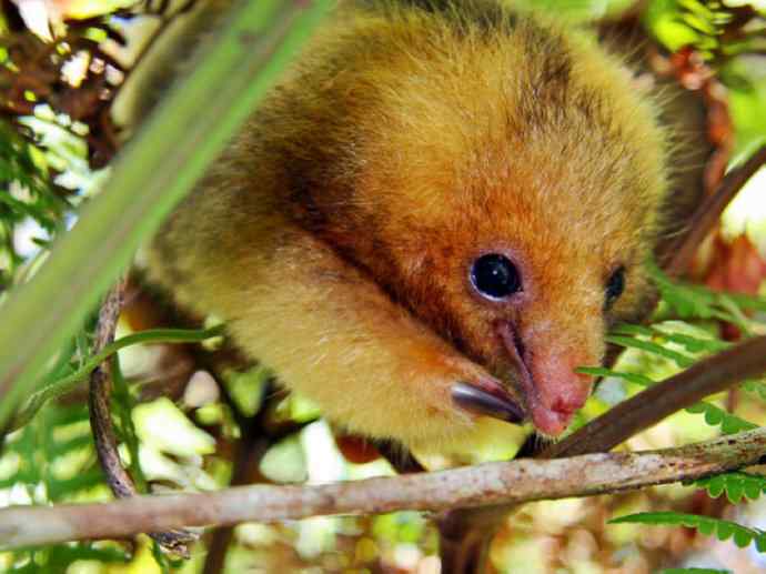 盘点十二大著名食蚁动物:食蚁兽 盘点十二大著名食蚁动物:食蚁兽