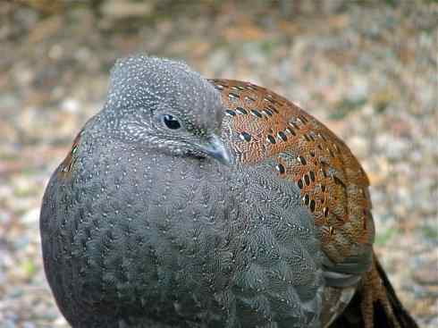 凤凰：传说中的鸟原型探秘（孔雀雉）