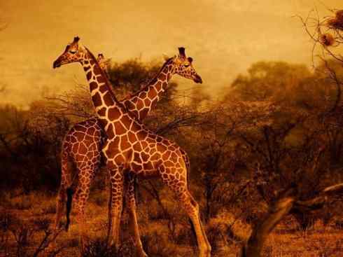 麒麟：传说的兽原型探秘（长颈鹿）