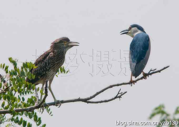 聆听超萌鈥溞∫光澢ㄗ橥迹24张图片）