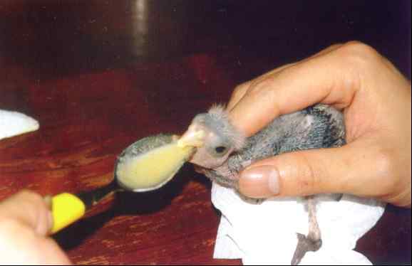 鹦鹉保育——完全浓缩滋养丸