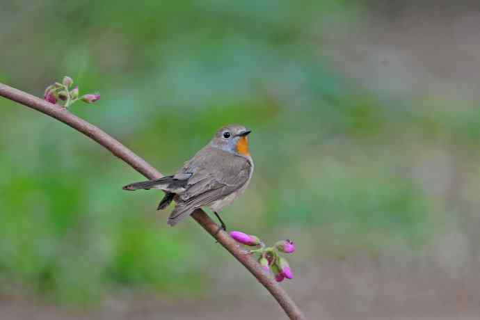 雄性红喉姬鹟（13）