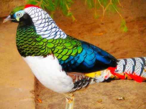 家禽驯化之源之八