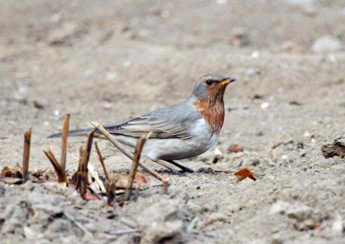 随走随拍（赤颈鸫）