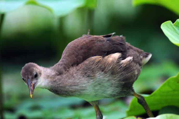 黑水鸡(亚成) 黑水鸡(亚成)